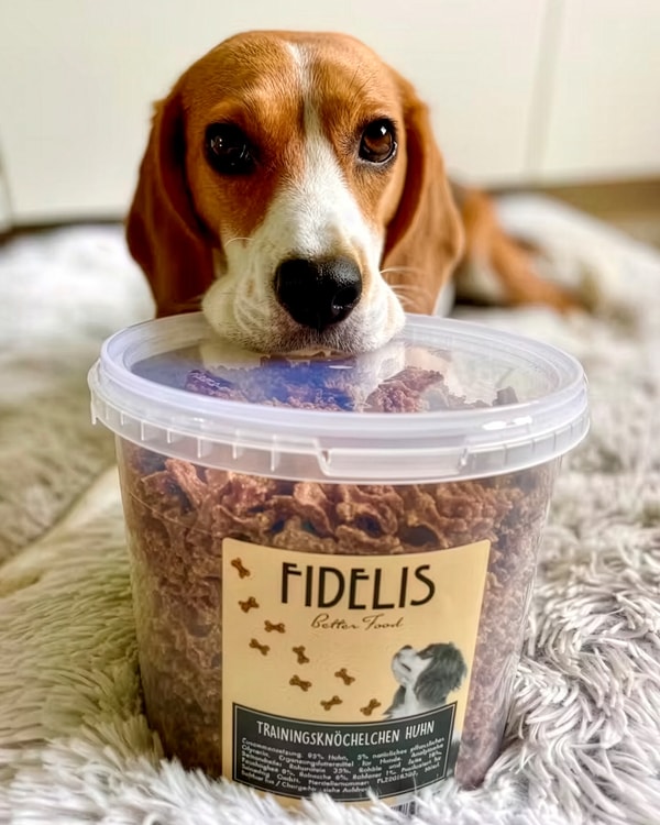 &Agrave; propos de Fidelis