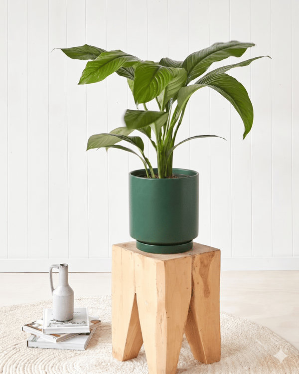 Fig & Bloom Peace Lily Sensation Review