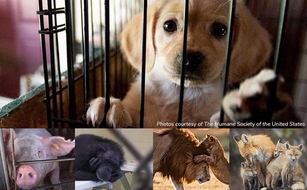 Flare Account The Humane Society of the United States4 Review