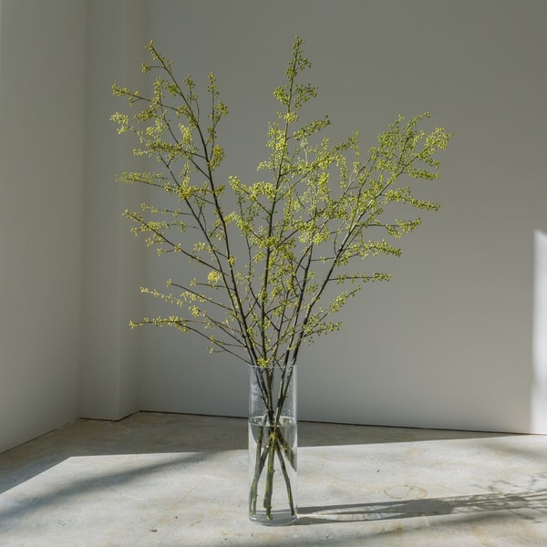 Flower&Plants tette 季節の枝もの定期便 レビュー