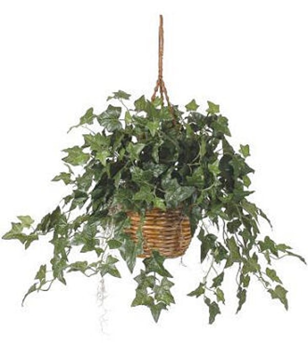 Flowers Fast Hanging Ivy Reviews