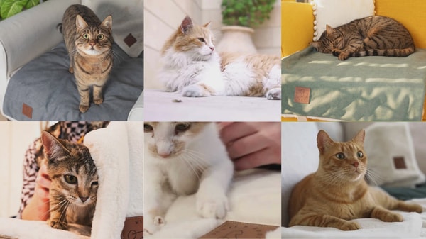 About Fluff & Boots