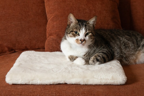 Fluff & Boots Knead-it Pad Review