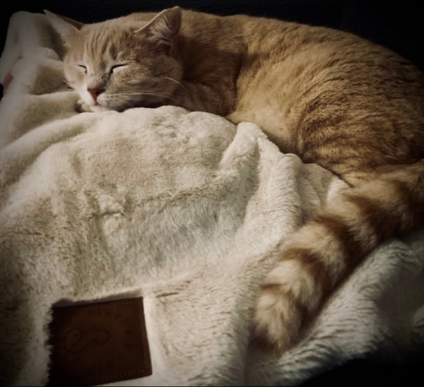 Fluff & Boots Premium Blanket Review