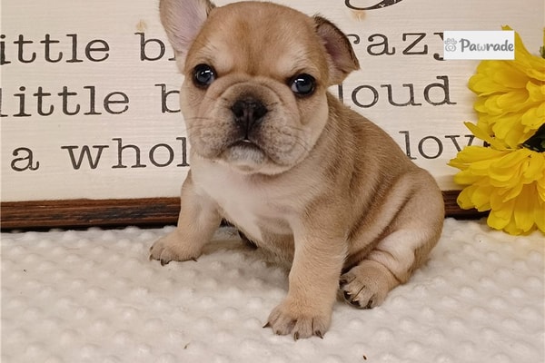 Pawrade Frannie French Bulldog Review