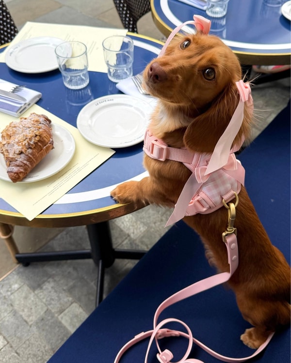 Furry Muse Wander! Bow Harness 2.0 Review