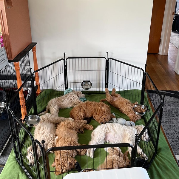 FXW Dog Playpen Rollick Dog Playpen Review