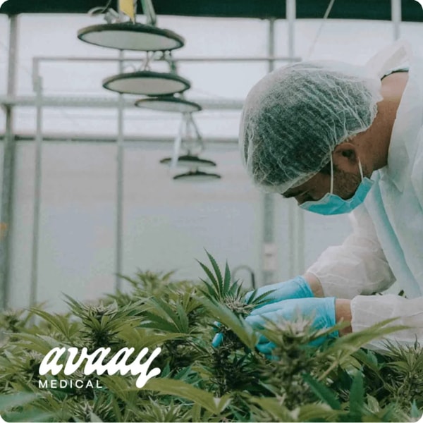 GETKONG Expresslieferung medizinisches Cannabis Bewertung