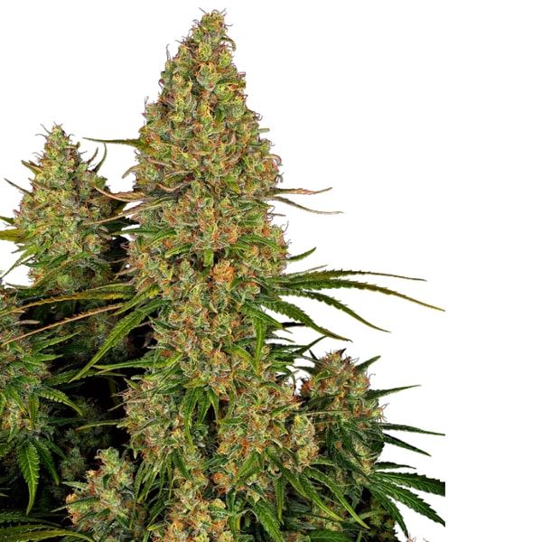 Sensi Seeds Sticky Orange XXL Autofloraison Avis