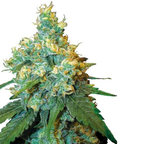 Sensi Seeds Jack Herer F&eacute;minis&eacute;e Avis