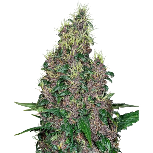 Sensi Seeds Mandarine Jam F&eacute;minis&eacute;e Avis