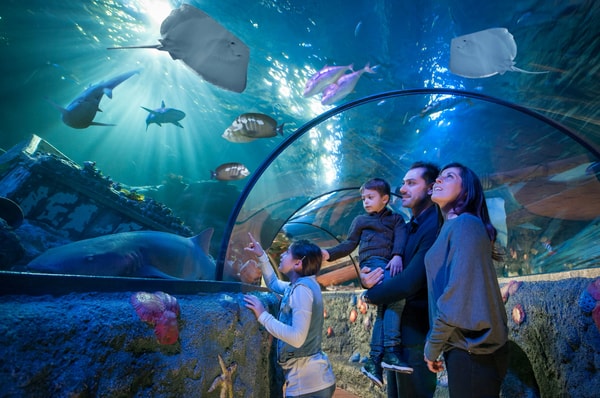 Gardaland e Gardaland SEA LIFE Aquarium 1 Giorno Acquario Avis