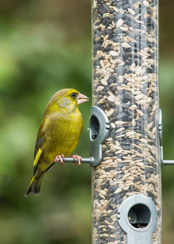 About Garden Wildlife Direct
