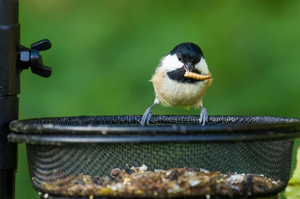 Overview of Garden Wildlife Direct