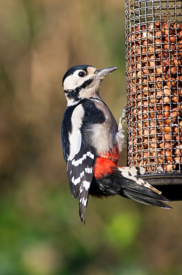 Garden Wildlife Direct Review
