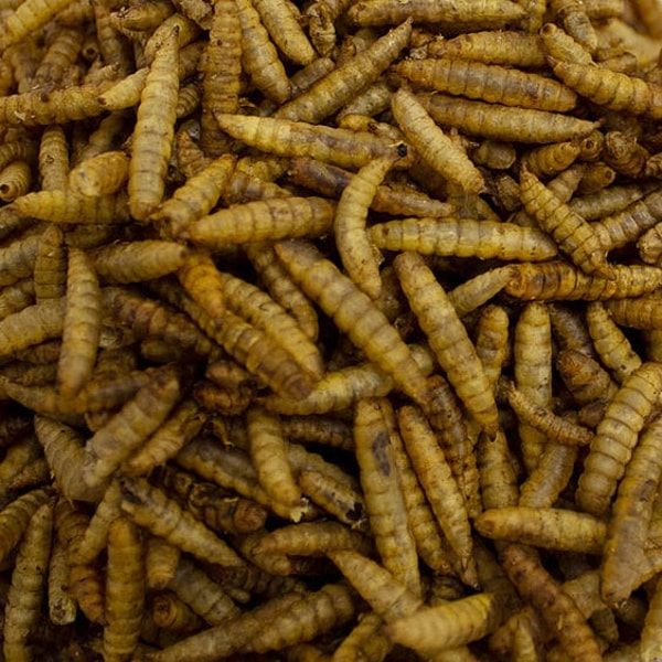Garden Wildlife Direct Calci Worms Review