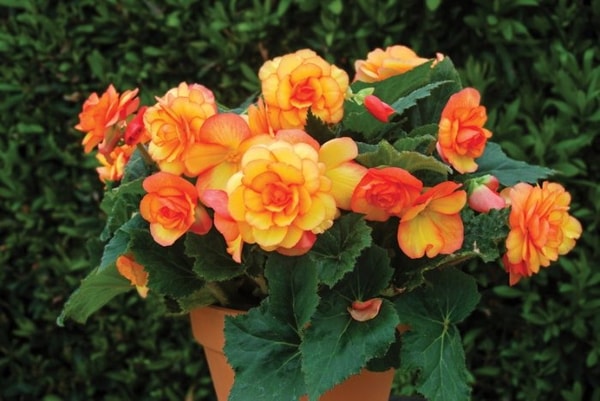 Gardening Direct Review