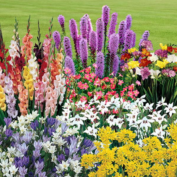 Gardening Direct The Complete Summer Flowering Bulb Collection Review