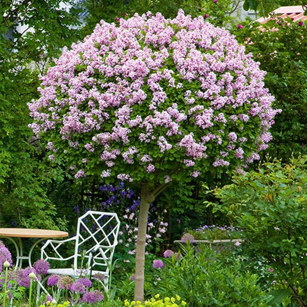 Gardening Direct Lilac 'Palibin' Standard Review