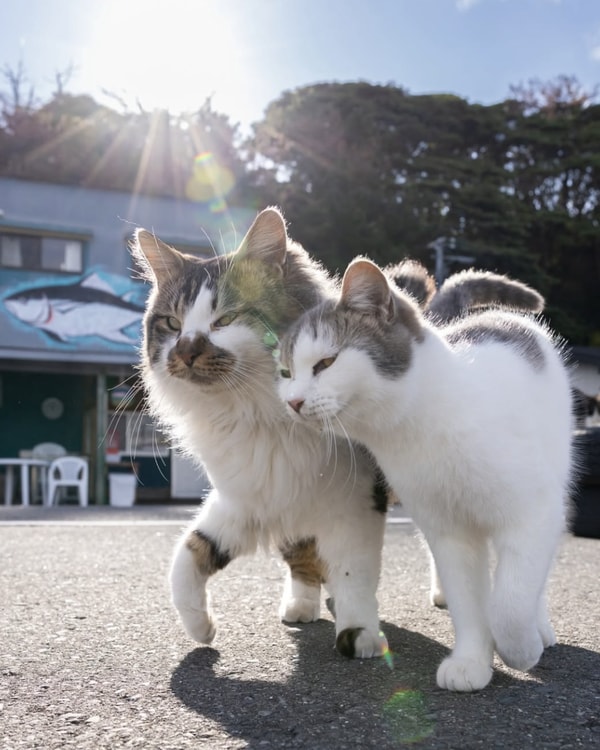 Analisi di Gatto con Personalit&agrave;