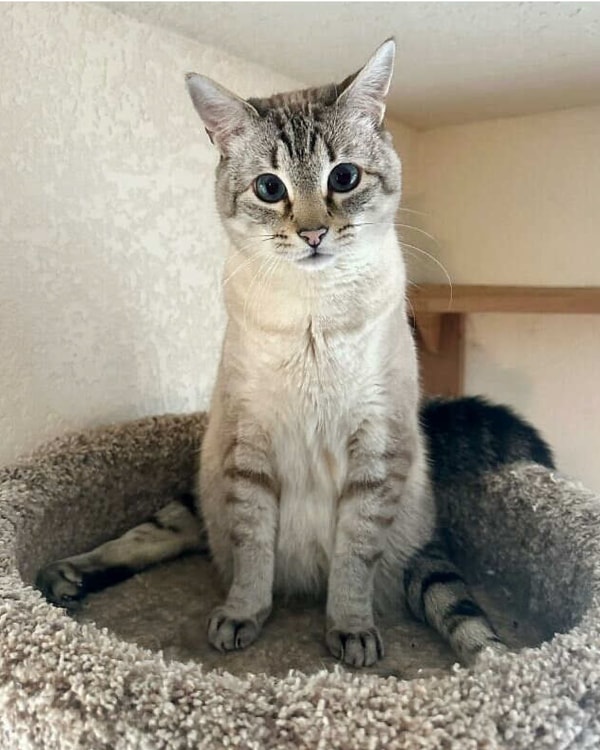 Panoramica su Gatto con Personalit&agrave; e la sua offerta dedicata ai gatti