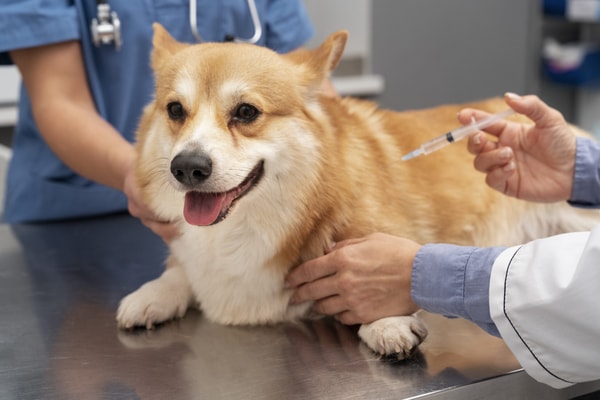 Get Odie Illness and Injury Plan Review