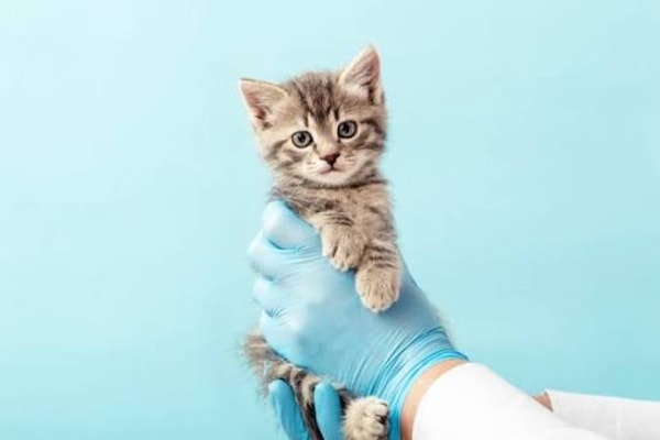 Getsafe Tierkrankenversicherung Bewertung