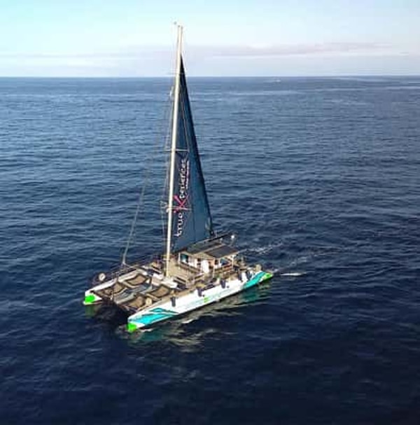 GetYourGuide Whale & Dolphin Eco-Cruise Anmeldelse