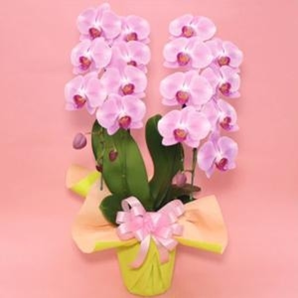 省スペース胡蝶蘭 ピンクミディ 評価