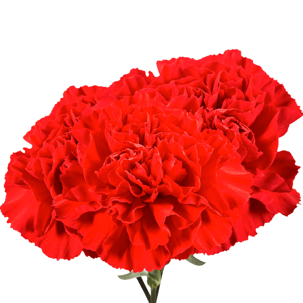 Global Rose Red Carnations Reviews