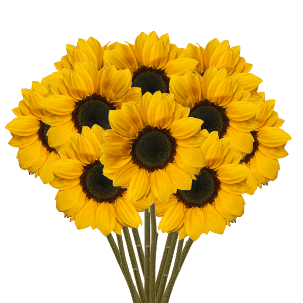 Global Rose Petite Sunflowers Reviews
