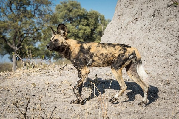 Go2Africa Botswana Safaris Review