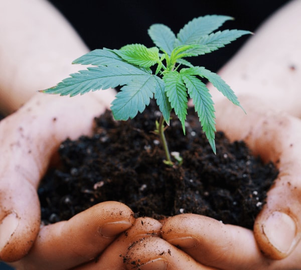 About GoGreen Hemp