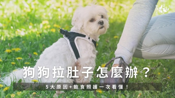 GoodMo 评测