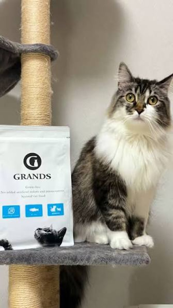 GRANDS プレミアムキャットフード チキン&サーモン レビュー