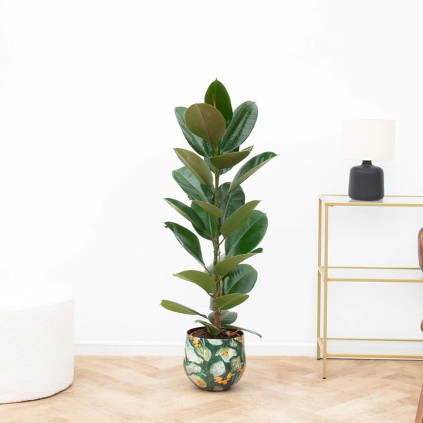 Green Bubble Ficus Robusta Bush Beoordeling