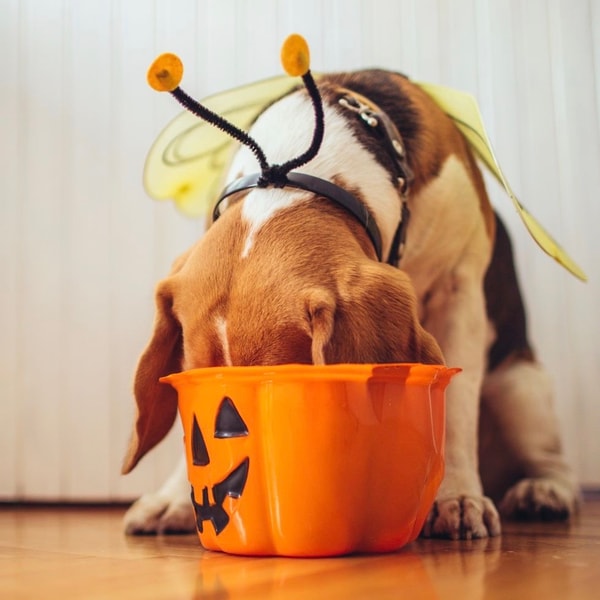 BudgetPetCare.com Review