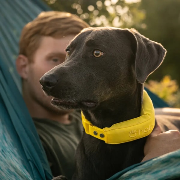 Halo Collar 5 Review