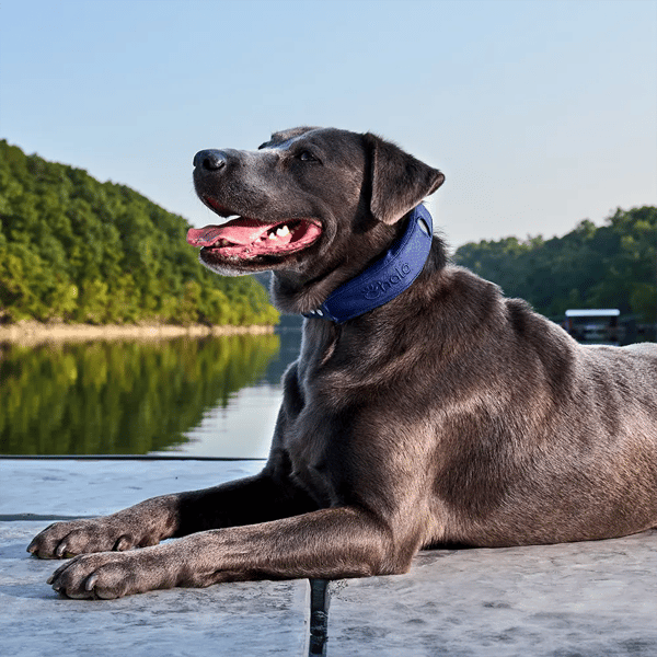 Halo Collar 4 Review