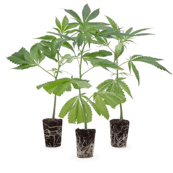 Hanfgarten Super High Stecklinge Set Bewertung