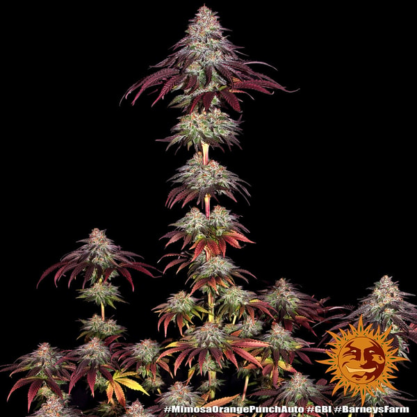 Hanfjack Barneys Farm Mimosa x Orange Punch Auto Bewertung