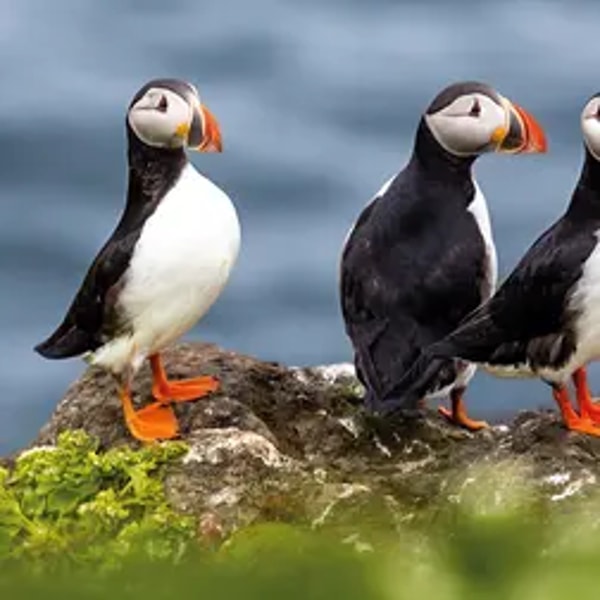Expedition Island und Gr&ouml;nland - Arktisches Kaleidoskop in vielen Farben Bewertung