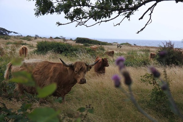 Happy Cycling Holidays Cycling Holidays Denmark Review