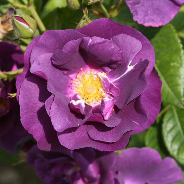 Harkness Roses Rose 'Rhapsody in Blue' Review
