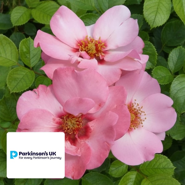 Harkness Rose 'Parkinson's Resilience' Review