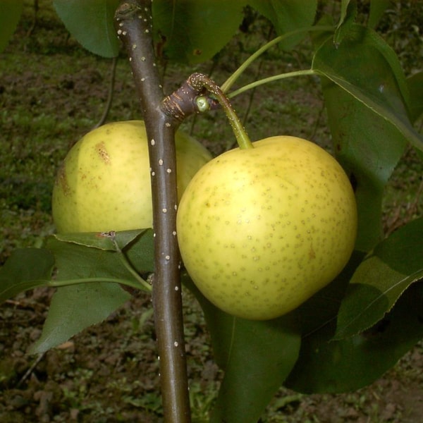 Harros Pflanzenwelt Nashi-S&auml;ule Ti-Tu-Pear Bewertung
