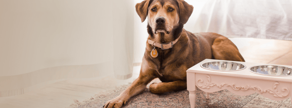About Helpen Pets