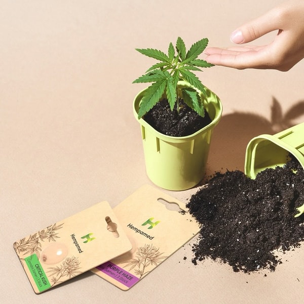 &Uuml;ber Hempamed