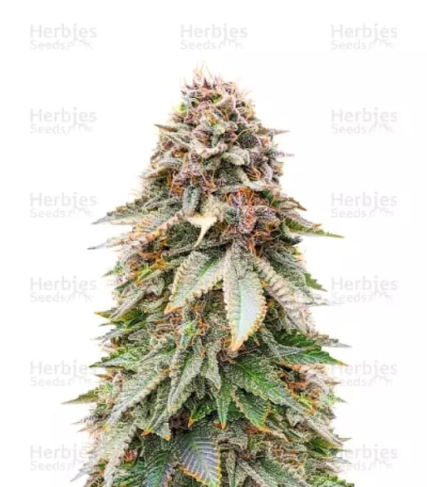 Herbies Seeds Blackberry Moonrocks Feminized Seeds Reviews