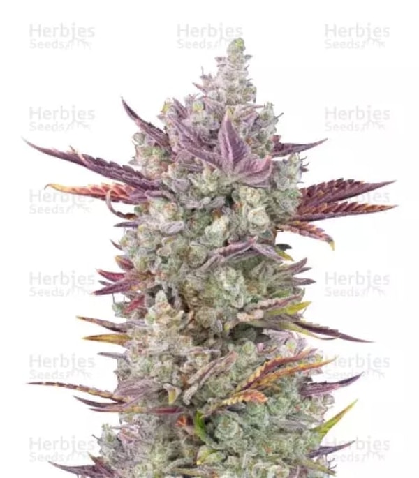 Herbies Seeds Gorilla Cookies Auto Feminized Seeds Reviews